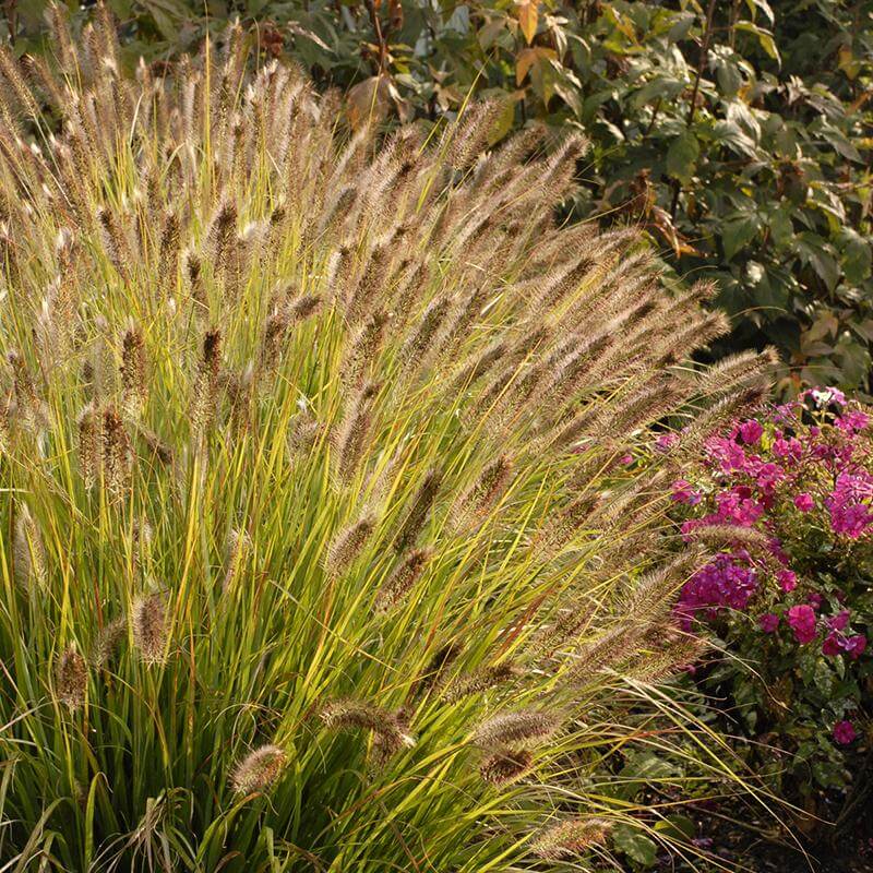Prairie Winds® 'Desert Plains' Fountain Grass (Pennisetum) - Image 2