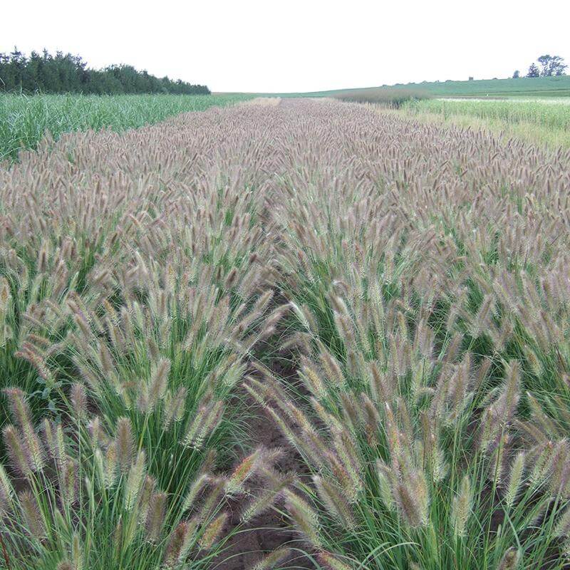 Prairie Winds® 'Desert Plains' Fountain Grass (Pennisetum) - Image 3