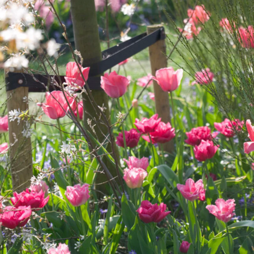 'Design Impression' Tulip - Image 5