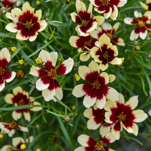 Designer Threads™ 'Creamy Calico' Tickseed (Coreopsis) - Image 2