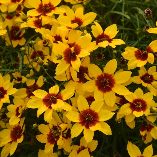 Designer Threads™ 'Golden Needles' Tickseed (Coreopsis) - Image 2