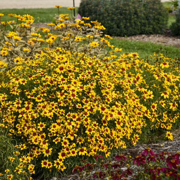 Designer Threads™ 'Golden Needles' Tickseed (Coreopsis) - Image 3