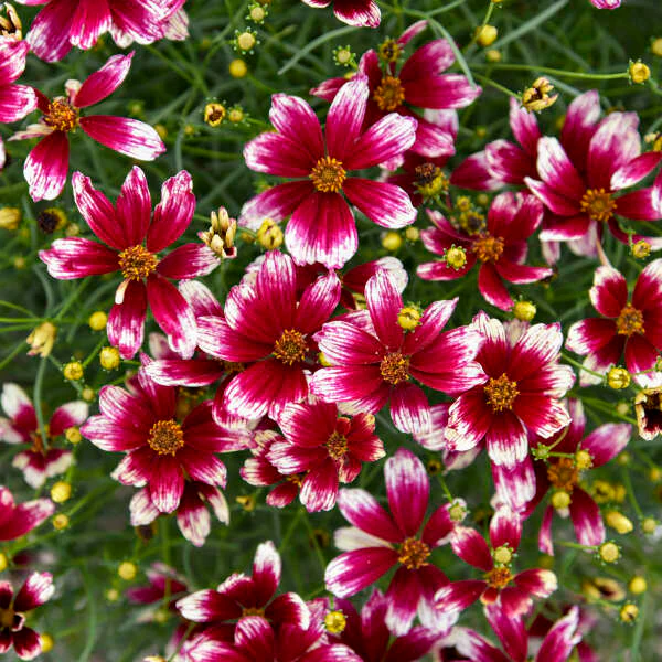 Designer Threads™ 'Heartstrings' Tickseed (Coreopsis) - Image 2