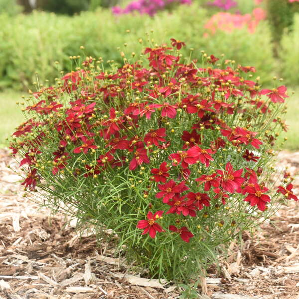 Designer Threads™ 'Scarlet Ribbons' Tickseed (Coreopsis) - Image 2