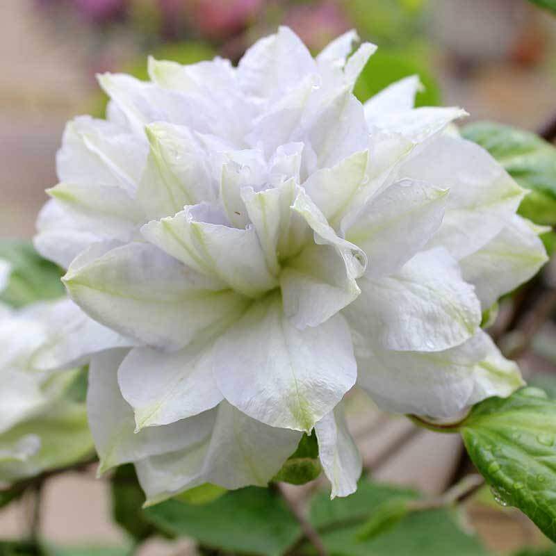 'Diamond Ball' Clematis - Image 3