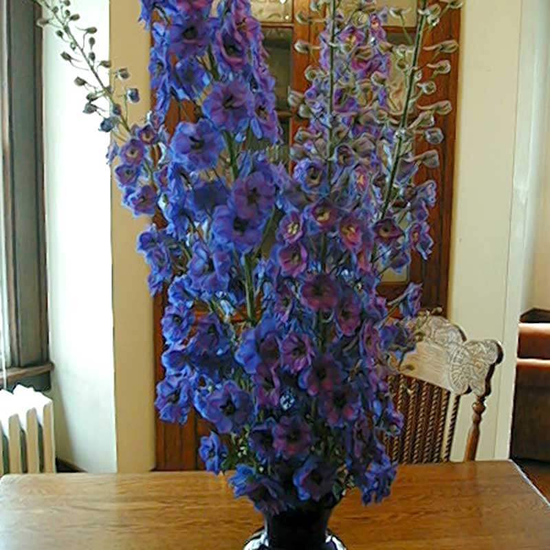 'Diamonds Blue' Delphinium - Image 2