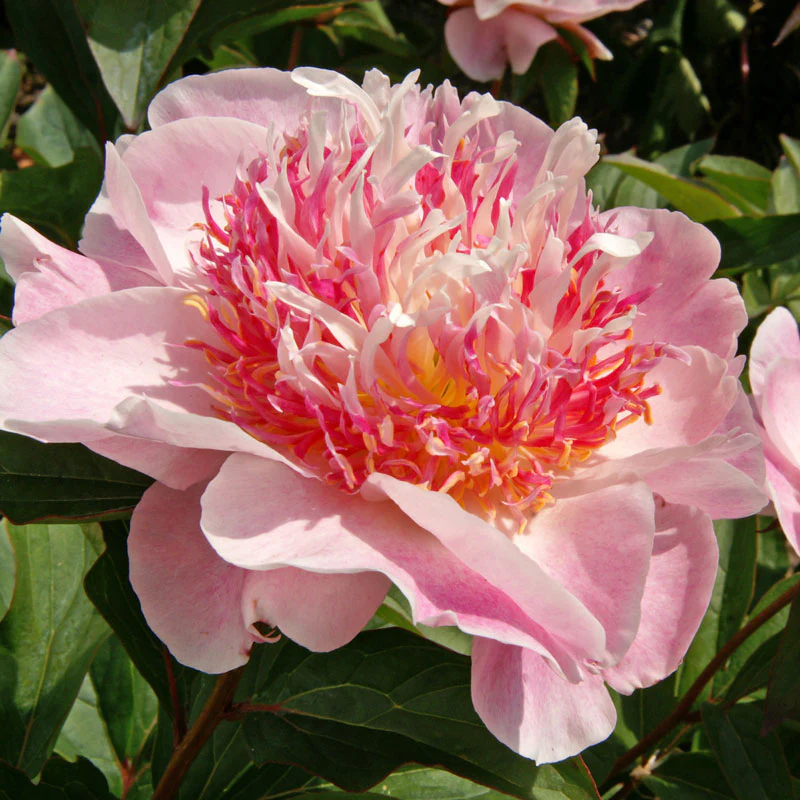 'Do Tell' Peony (Paeonia) - Image 3