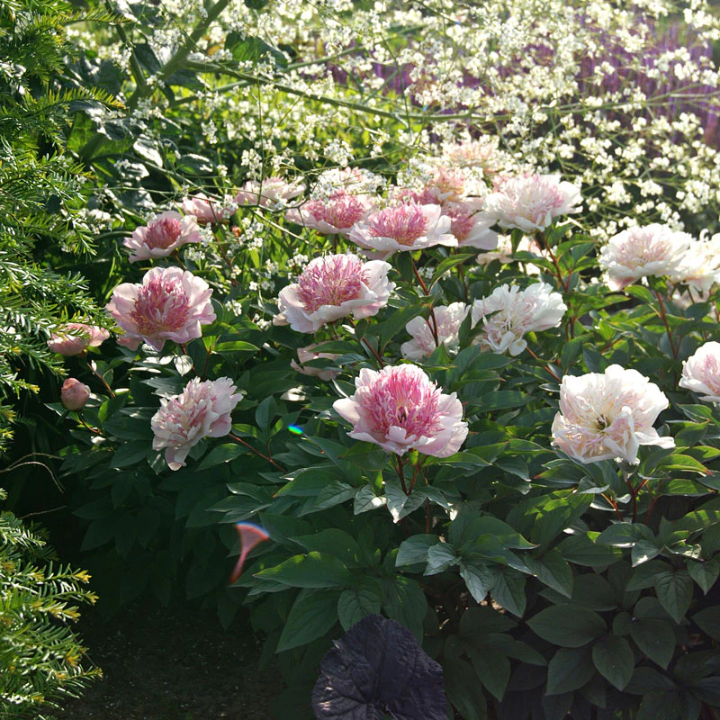 'Do Tell' Peony (Paeonia) - Image 4