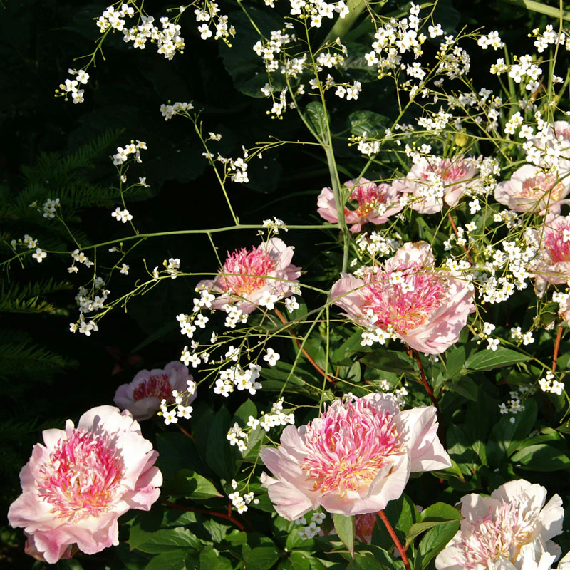 'Do Tell' Peony (Paeonia) - Image 6
