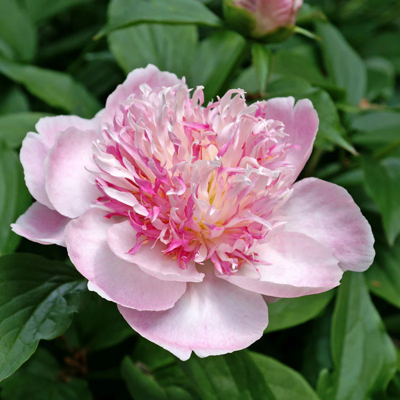 'Do Tell' Peony (Paeonia) - Image 7