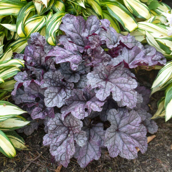Dolce® 'Frosted Berry' Coral Bells (Heuchera) - Image 2