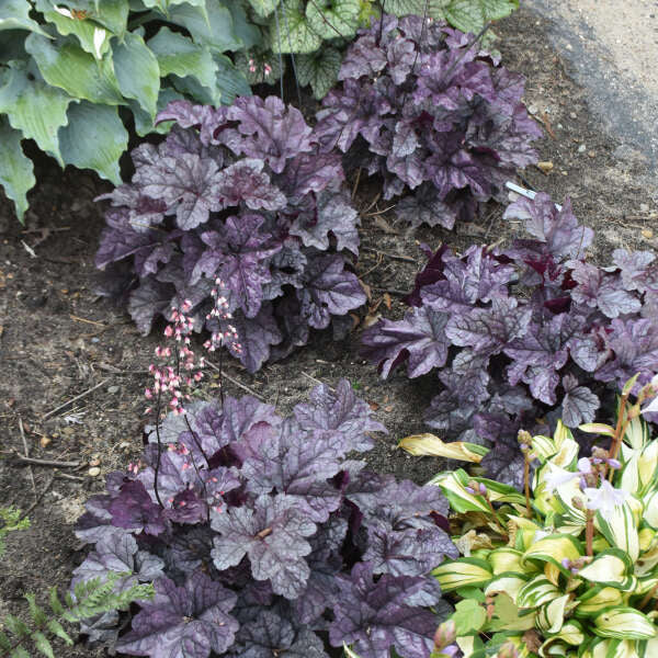 Dolce® 'Frosted Berry' Coral Bells (Heuchera) - Image 3