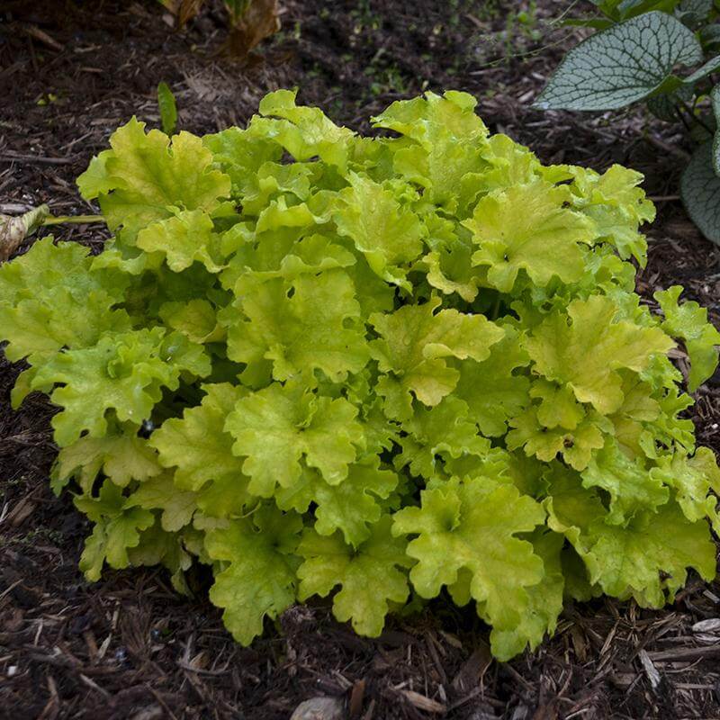 Dolce® 'Apple Twist' Coral Bells (Heuchera) - Image 3