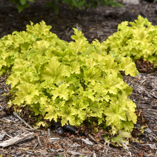 Dolce® 'Apple Twist' Coral Bells (Heuchera) - Image 4