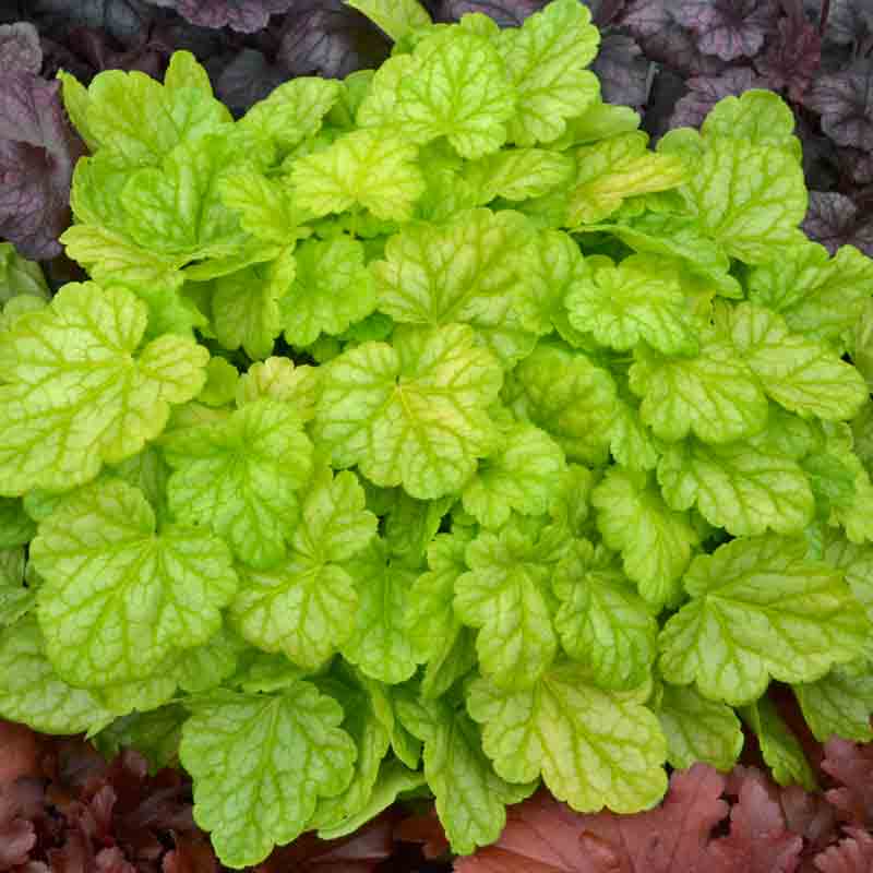 Dolce® 'Appletini' Coral Bells - Image 2