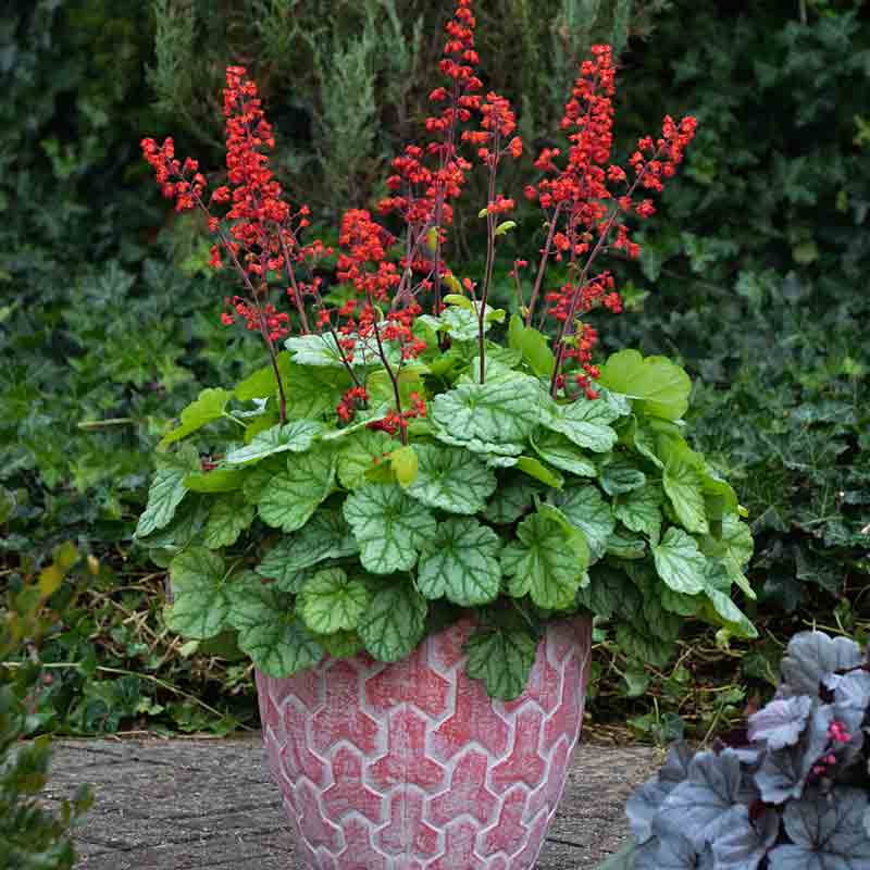 Dolce® 'Appletini' Coral Bells - Image 3
