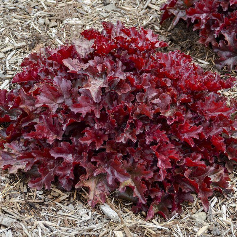 Dolce® 'Cherry Truffles' Coral Bells (Heuchera) - Image 3
