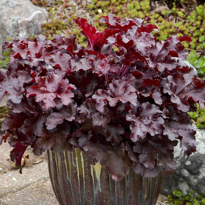 Dolce® 'Cherry Truffles' Coral Bells (Heuchera) - Image 4