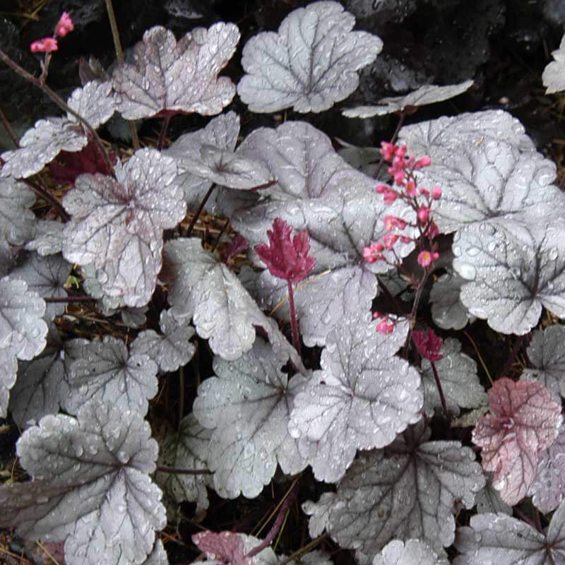 Dolce® 'Silver Gumdrop' Coral Bells (Heuchera) - Image 3