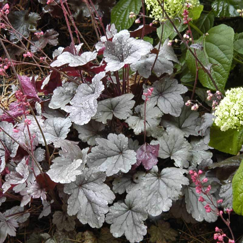 Dolce® 'Silver Gumdrop' Coral Bells (Heuchera) - Image 4