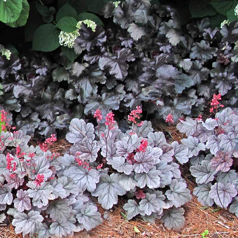 Dolce® 'Silver Gumdrop' Coral Bells (Heuchera) - Image 6