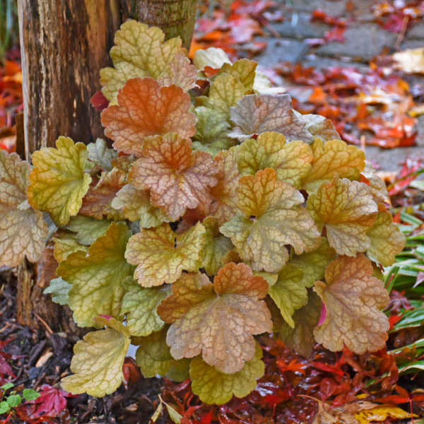 Dolce® 'Toffee Tart' Coral Bells (Heuchera) - Image 3