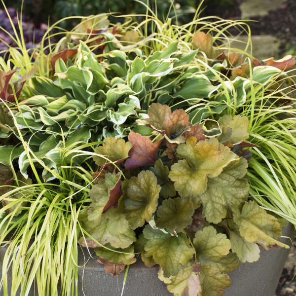 Dolce® 'Toffee Tart' Coral Bells (Heuchera) - Image 5