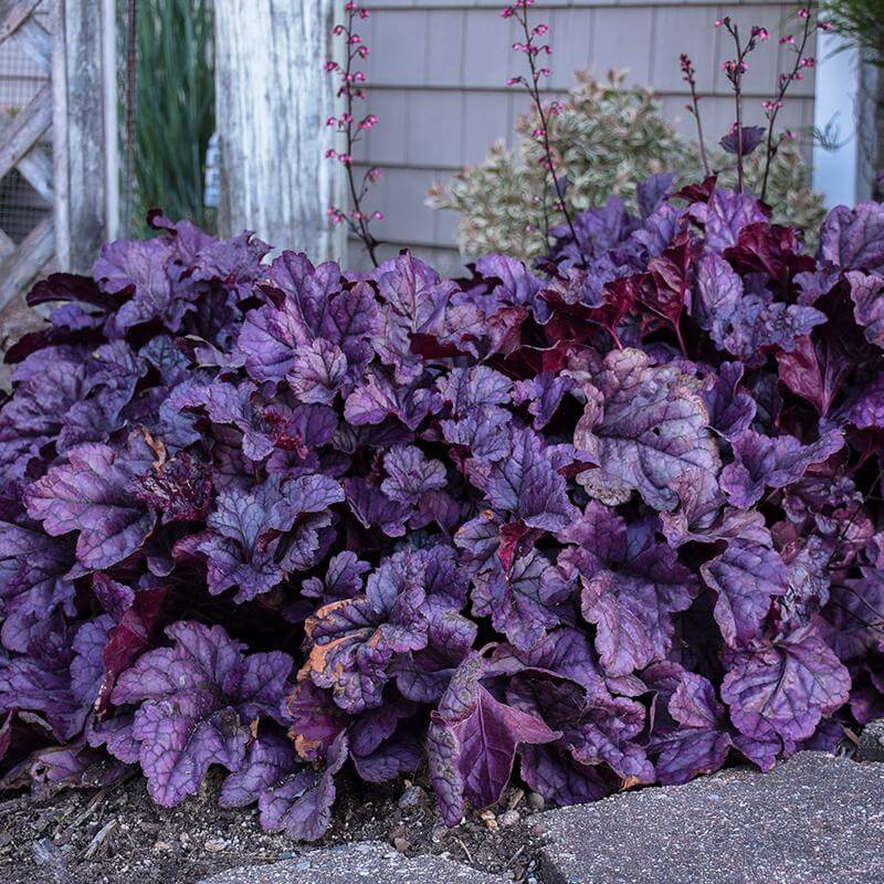 Dolce® 'Wildberry' Coral Bells (Heuchera) - Image 2