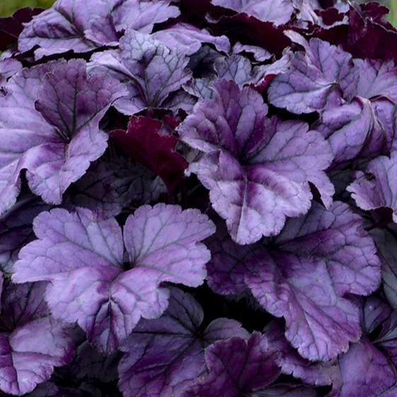 Dolce® 'Wildberry' Coral Bells (Heuchera) - Image 4