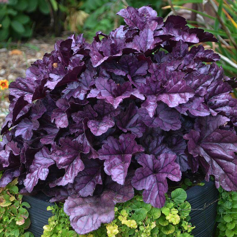 Dolce® 'Wildberry' Coral Bells (Heuchera) - Image 5