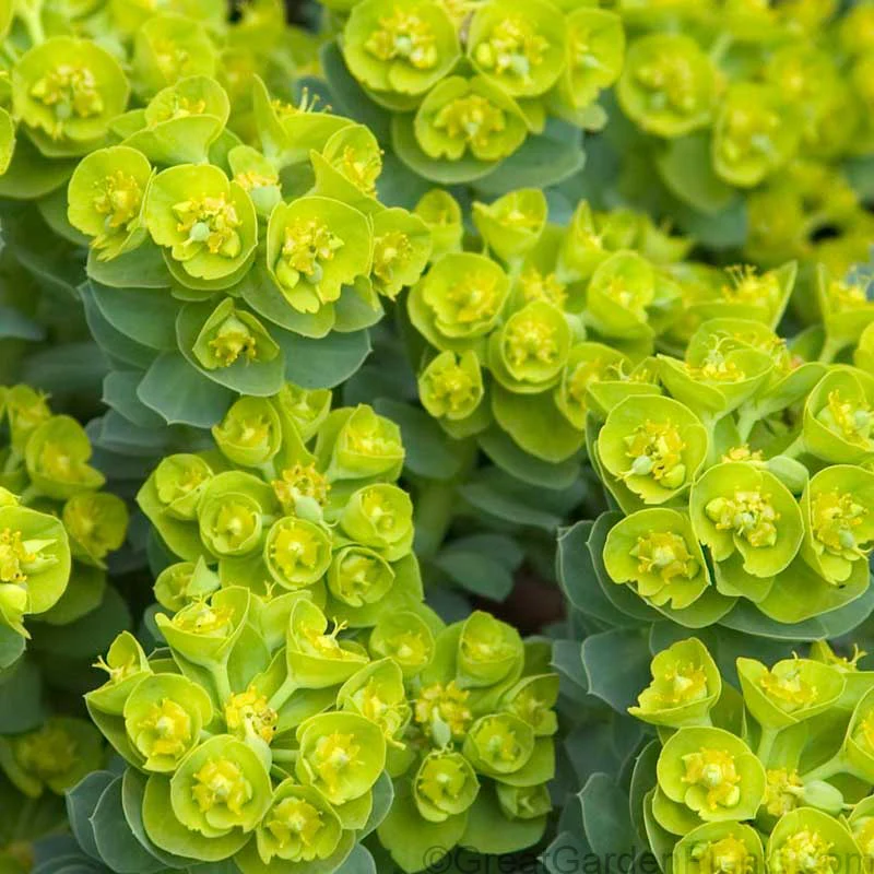 Donkey Tail - Image 3