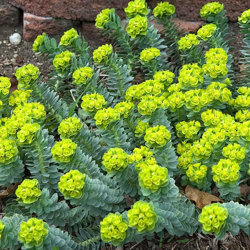 Donkey Tail - Image 4