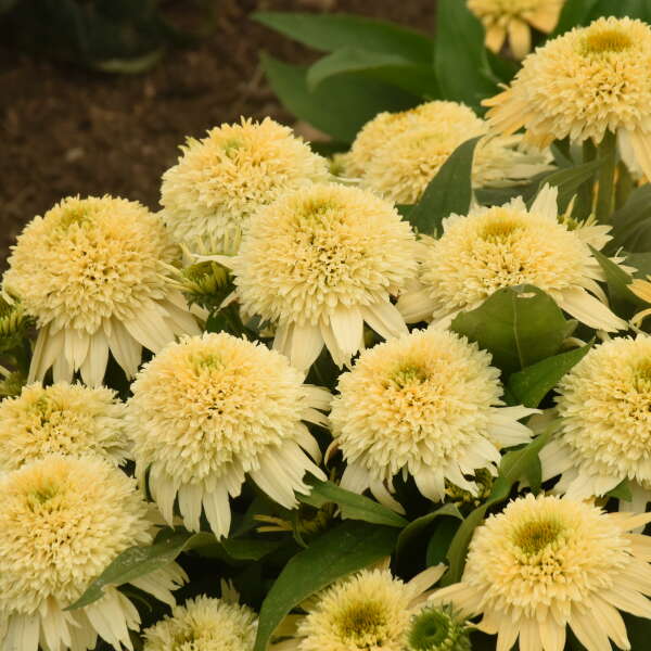 Double Coded™ 'Butter Pecan' Coneflower (Echinacea) - Image 2