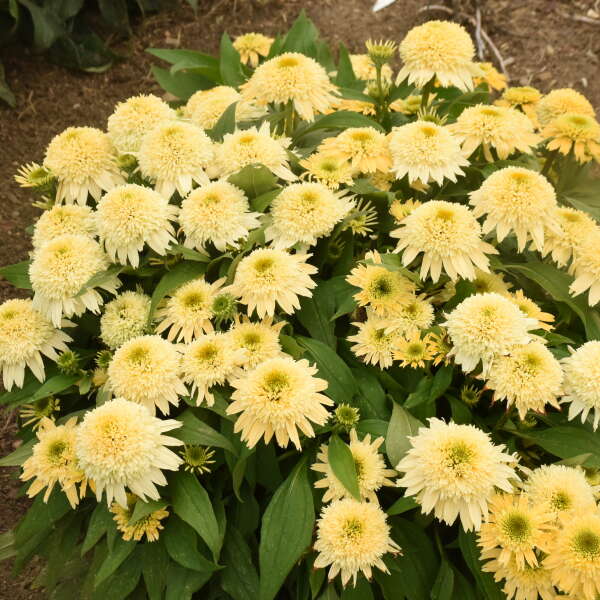 Double Coded™ 'Butter Pecan' Coneflower (Echinacea) - Image 3