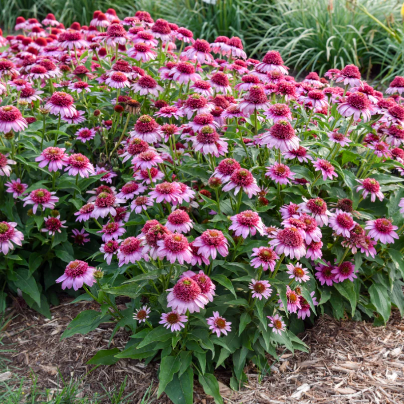 Double Coded® 'Everything's Rosy' Coneflower (Echinacea) - Image 2