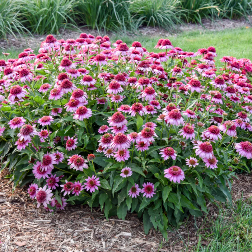 Double Coded® 'Everything's Rosy' Coneflower (Echinacea) - Image 3