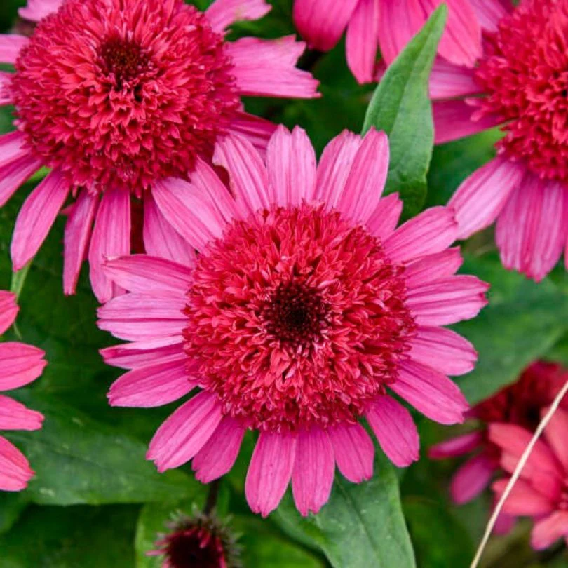 Double Coded™ 'Raspberry Beret' Coneflower (Echinacea) - Image 2