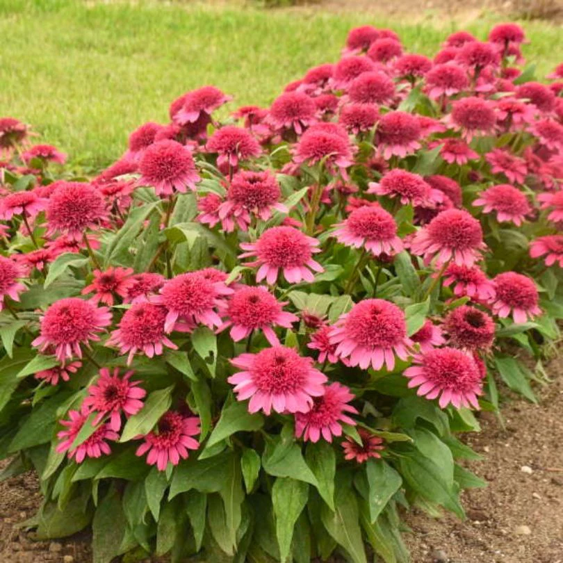 Double Coded™ 'Raspberry Beret' Coneflower (Echinacea) - Image 3