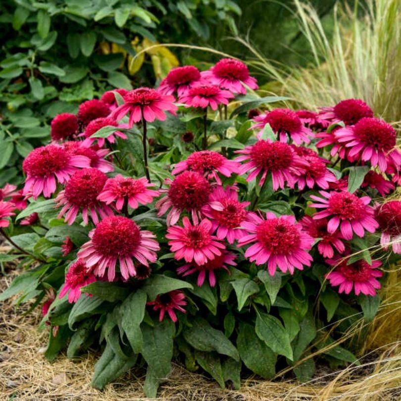 Double Coded™ 'Raspberry Beret' Coneflower (Echinacea) - Image 4
