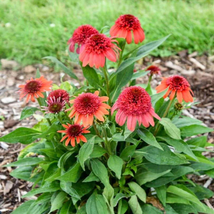 Double Dipped™ 'Jamberry' Coneflower (Echinacea) - Image 2