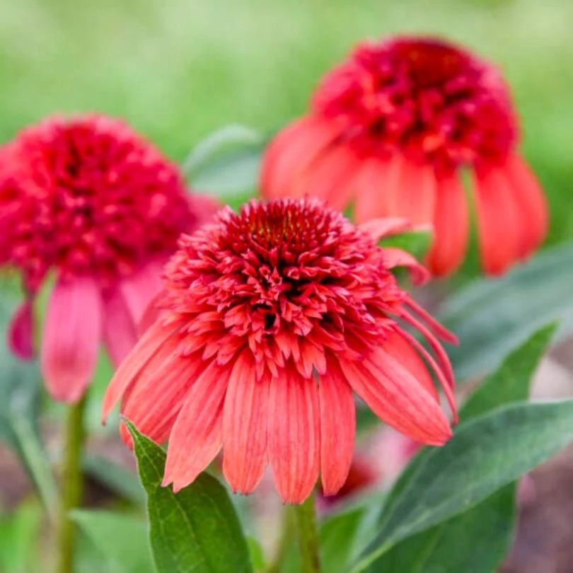 Double Dipped™ 'Jamberry' Coneflower (Echinacea) - Image 3