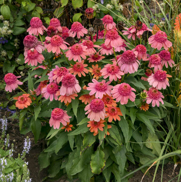 Double Dipped™ 'Rainbow Sherbet' Coneflower (Echinacea) - Image 2
