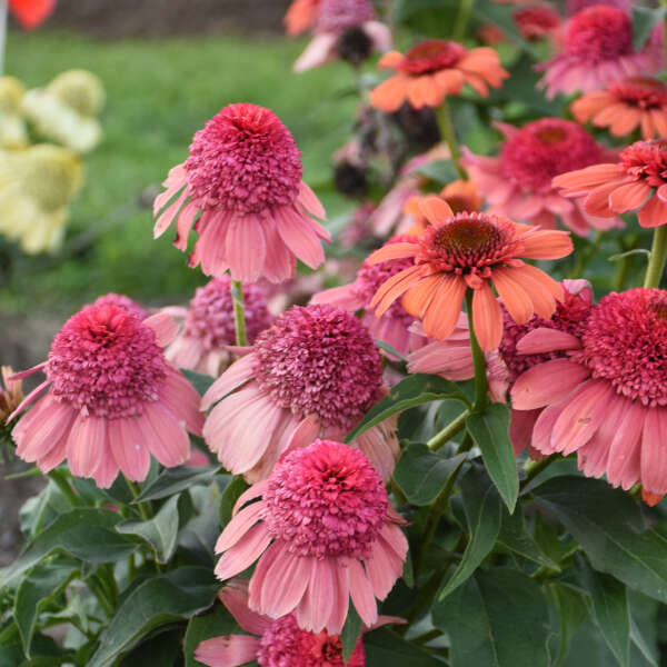 Double Dipped™ 'Rainbow Sherbet' Coneflower (Echinacea) - Image 3