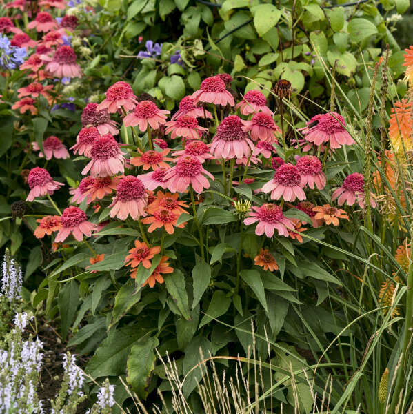 Double Dipped™ 'Rainbow Sherbet' Coneflower (Echinacea) - Image 4