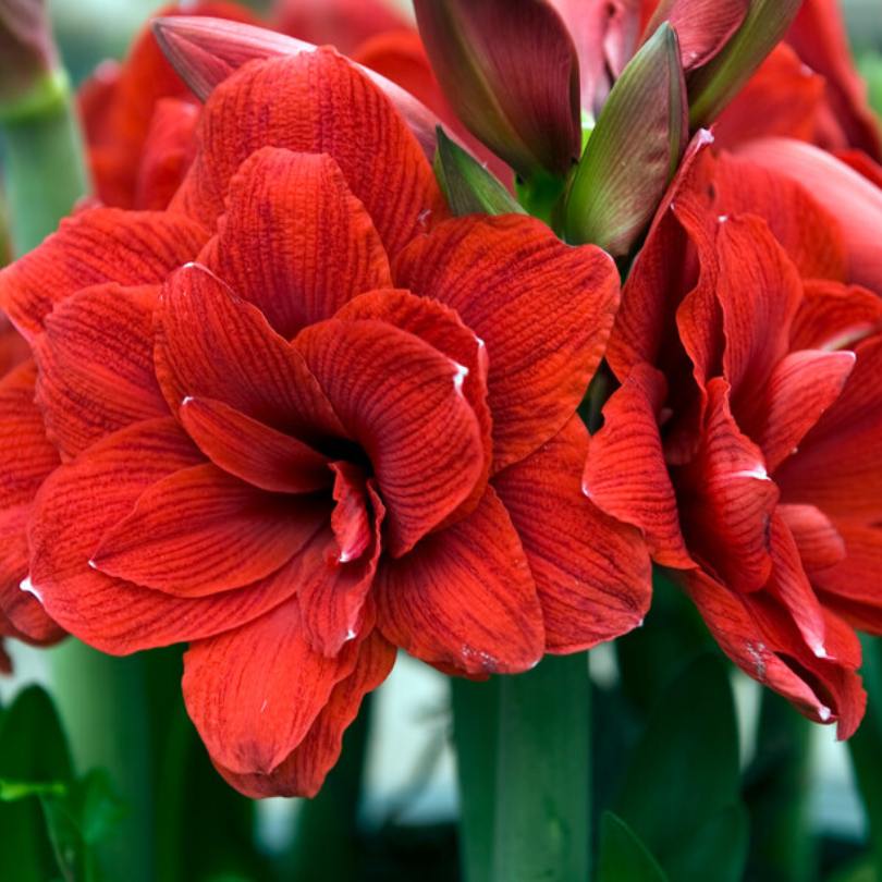 'Double Dragon' Amaryllis Bulb