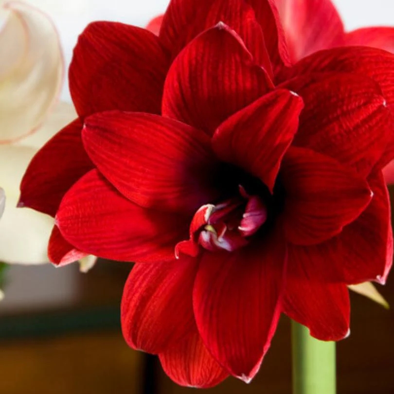 'Double Dragon' Amaryllis Bulb - Image 2