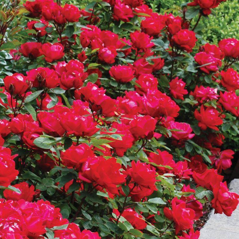 Double Knock Out® Rose - Image 4