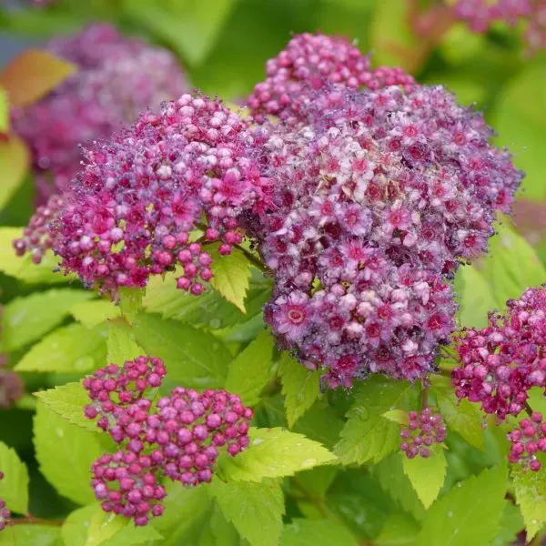Double Play Dolly® Spirea