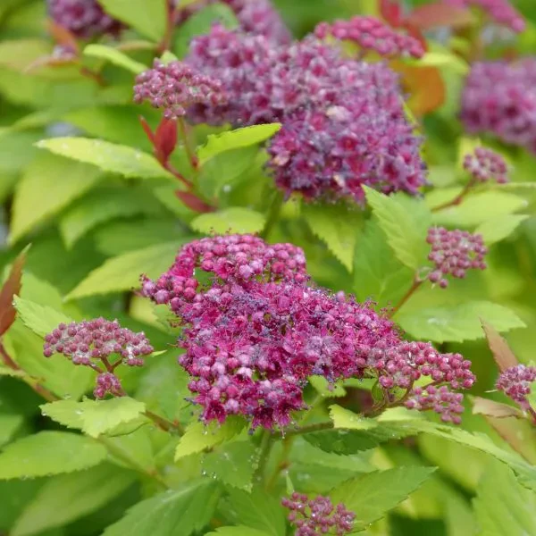 Double Play Dolly® Spirea - Image 2