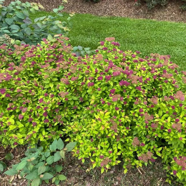 Double Play Dolly® Spirea - Image 3